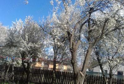 Casă cu 2 camere cu Teren 2200 Mp în Central - 7