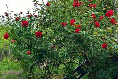 Casă cu 1 camere în Viișoara - 6