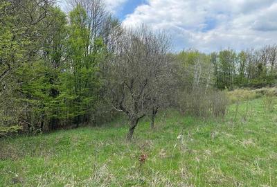 Teren extravilan de 3415 mp, în Luncoiu de Sus - 3