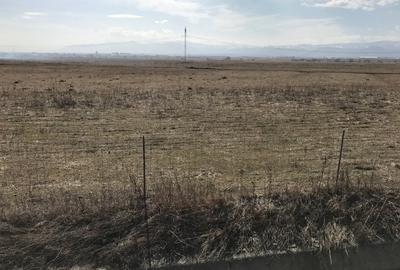 Teren de vanzare 20.000 mp pretabil benzinarie centura, direct de la proprietar! - 6