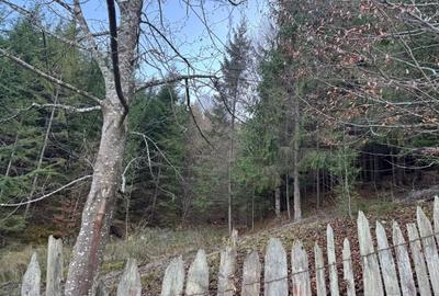 De vanzare 6850 mp pasune langa Manastirea Doroteia - Frasin /Plutonita - 11