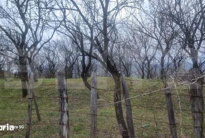 Teren de 3781 mp, în Izvoarele - 16