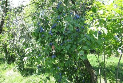 Teren de 4000 mp, în Drăgăneasa - 1