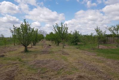 Casă cu 2 camere în Uliești - 8