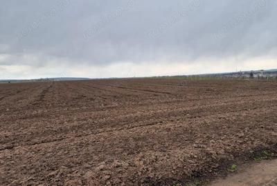 Teren de 10000 mp, în Vest - 9