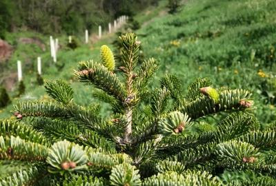 Casă cu 2 camere în Mânzălești - 1