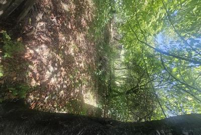 Teren de 1813 mp, în Mihăești - 8