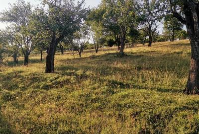 Teren de 2700 mp, în Dobreni - 9