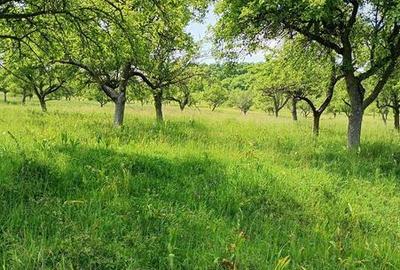 Teren de 25700 mp, în Central - 2