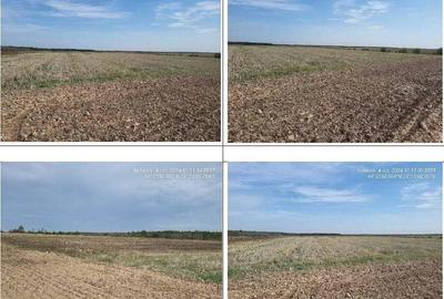 Teren extgravilan agricol Uliesti, ID: R2263433 - 3