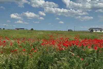 Vanzare Teren intravilan 500mp Cernica Balaceanca Ilfov - 2