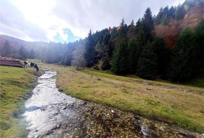 Teren intravilan panoramic 4.600mp,view iconic Piatra Craiul - 13