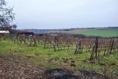 Spațiu comercial, în Viile Satu Mare - 7