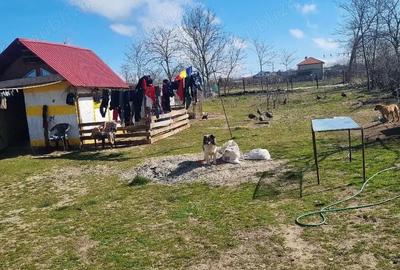 Casă cu Teren 1000 Mp în Topraisar - 4