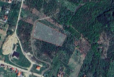 Teren intravilan de 9091 mp, în Săldăbagiu de Munte - 4