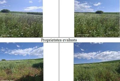 Teren de 13700 mp, în Bălteni - 6