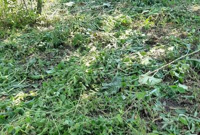 Casă cu 1 camere în Central - 7