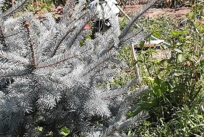 Casă cu 3 camere în Dragomirești-Deal - 1