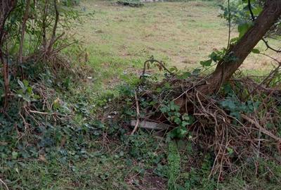 De vanzare casa batraneasca cu teren generos in Poiana Golului Re?i?a De vanzare casa batraneasca cu teren generos in Poiana Golului Re?i?a - 7