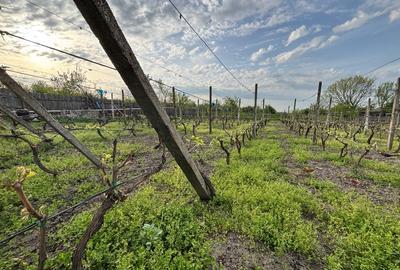 Casă individuală cu 3 camere cu Canalizare în Rogova - 4