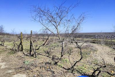 Casă cu Teren 6308 Mp în Smârdan - 11