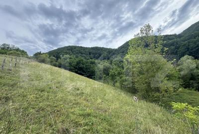 Teren extravilan 23.376 mp, in apropiere de Brad Teren extravilan 23.376 mp, in apropiere de Brad - 6