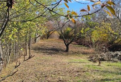 Spațiu comercial, în Valea Lupului - 2