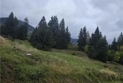 Teren de 4149 mp, în Colibița - 4