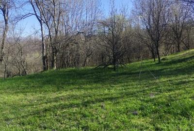 Teren intravilan de 1506 mp, în Cătunu (Drajna) - 8