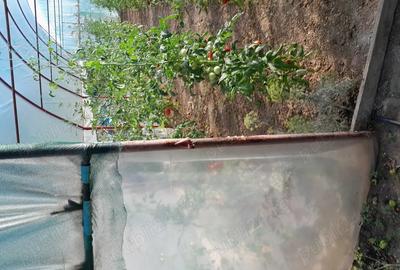 Vind Casa Novaci - 8