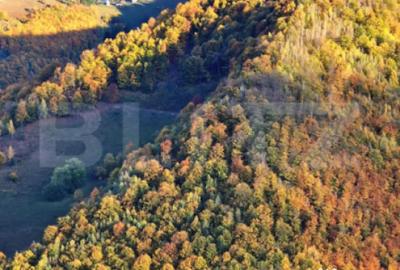 Teren de 9959 mp, în Mărișel