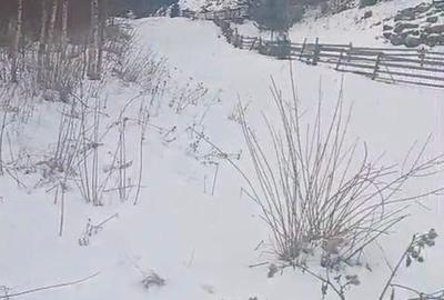 Teren de 8179 mp, în Cârlibaba - 4