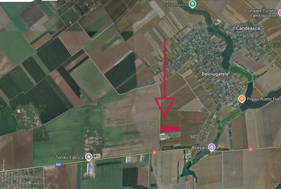 Teren intravilan Belciugatele*300 m de DJ503*Linie de tensiune medie* - 5