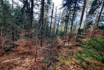 Teren forestier, Alexandru cel Bun (Jud. Neamt) Vadurele 2500 mp , Cod 160694 - 1