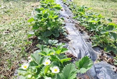 Casa cu teren la 2 km de centru. variante schimb - 5