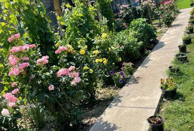 Casa Batraneasca + Teren Arabil - 1