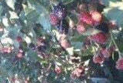 Casă cu 3 camere în Pădurețu - 1