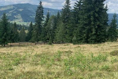 Teren Construcții intravilan de 9908 mp, în Dorna-Arini - 7