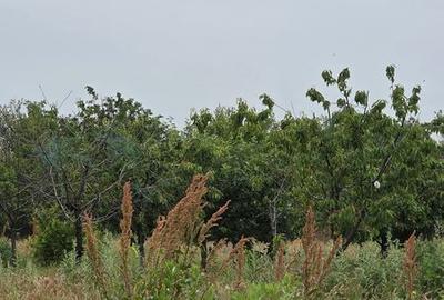 Teren de 2500 mp, în Robănești - 2