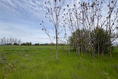 Teren intravilan de 5591 mp, în Gruiu - 5