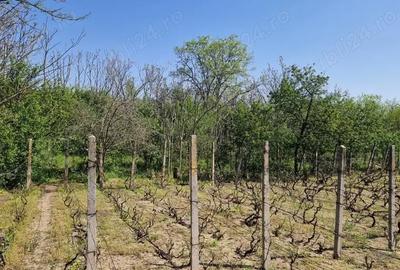 Casă cu 5 camere cu Teren 3937 Mp în Ianca - 1