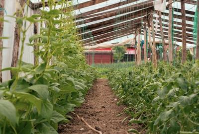 Teren agricol intravilan de 7603 mp, în Delenii - 14