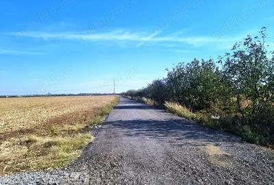 Teren de 8000 mp, în Măgurele - 4