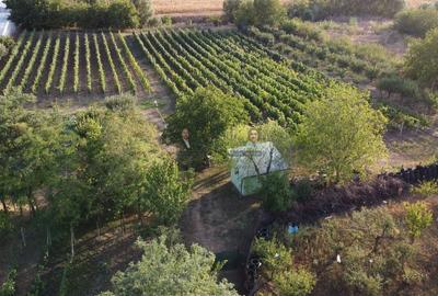 Teren intravilan Tecuci/Podgorie si Pomi Fructiferi/5000 mp - 11