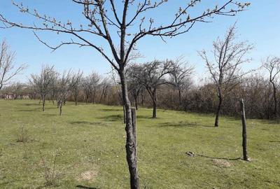 Teren de 1559 mp, în Cocoșești - 4