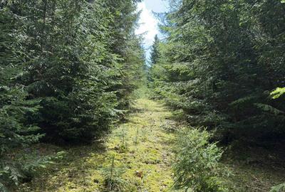 Teren Extravilan 6651mp - 1