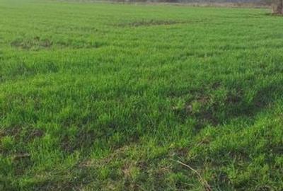 Teren de 20000 mp, în Nojorid - 2