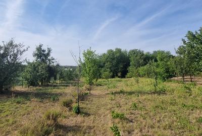 Teren 2000 mp de vânzare – Comana, deschidere la lac, aproape de Parcul Natural - 11