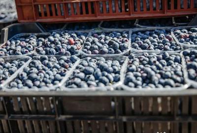 Teren de 27720 mp, în Vest - 8