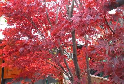 Casă cu 4 camere cu Teren 670 Mp în Moieciu - 4